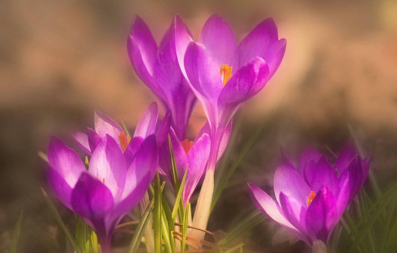 Luxurious Saffron Crocus Blooming At Dusk Wallpaper