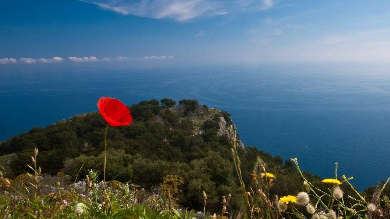 Ma Poppy And Sea Wallpaper