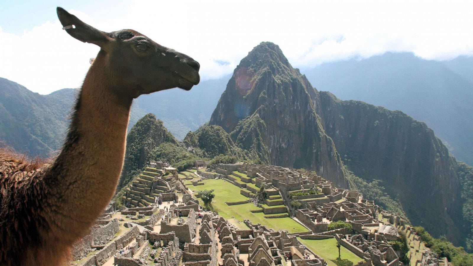 Machu Picchu Llama In Front Of The Ruins Wallpaper