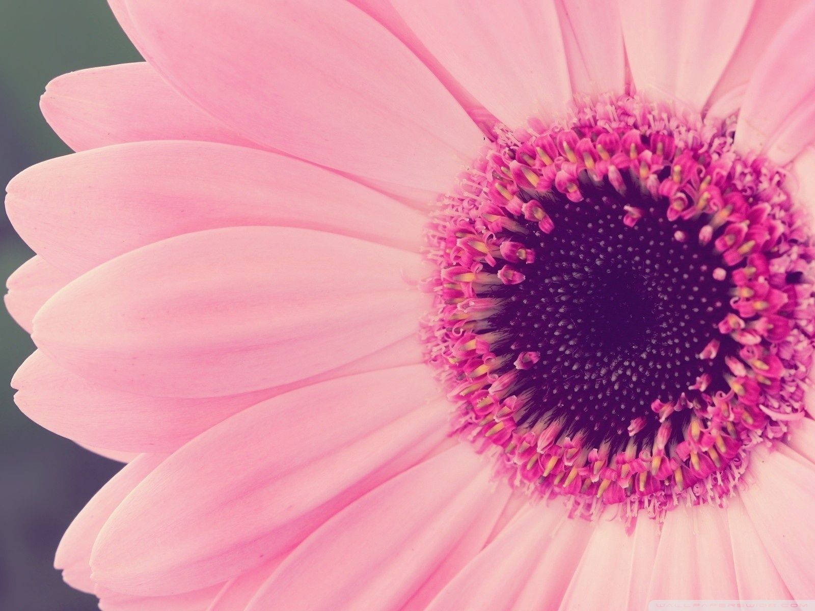 Macro Shot Of Pink Sunflower Wallpaper