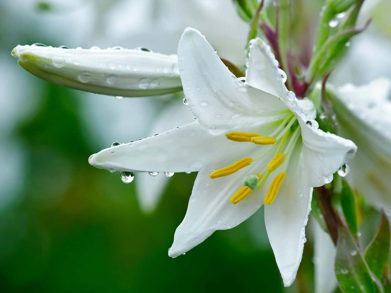 Madonna Lily Flower Wallpaper