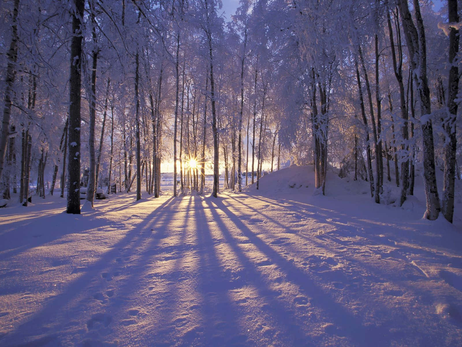 Magical Winter Solstice Night Wallpaper