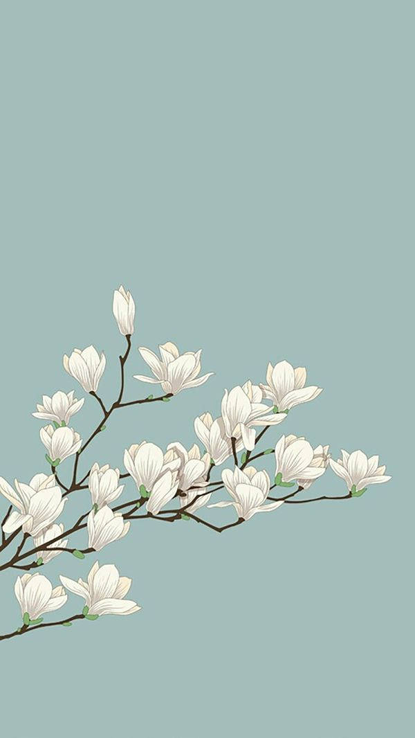 Magnolias Ios 6 Wallpaper