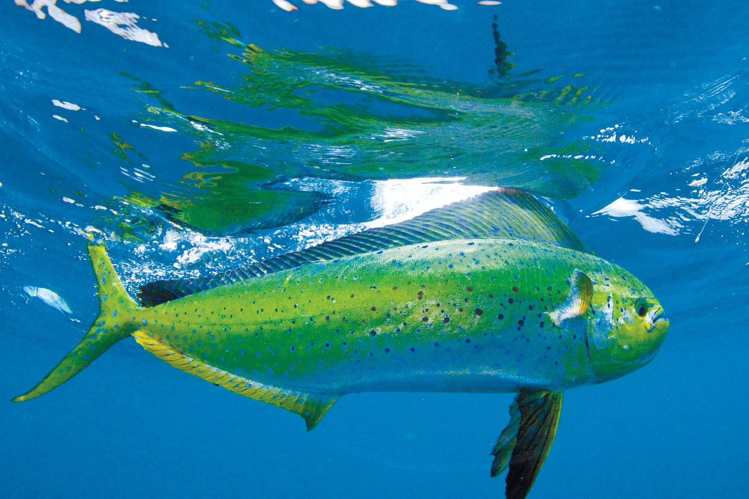 Mahi-mahi Fish Just Below The Surface Wallpaper