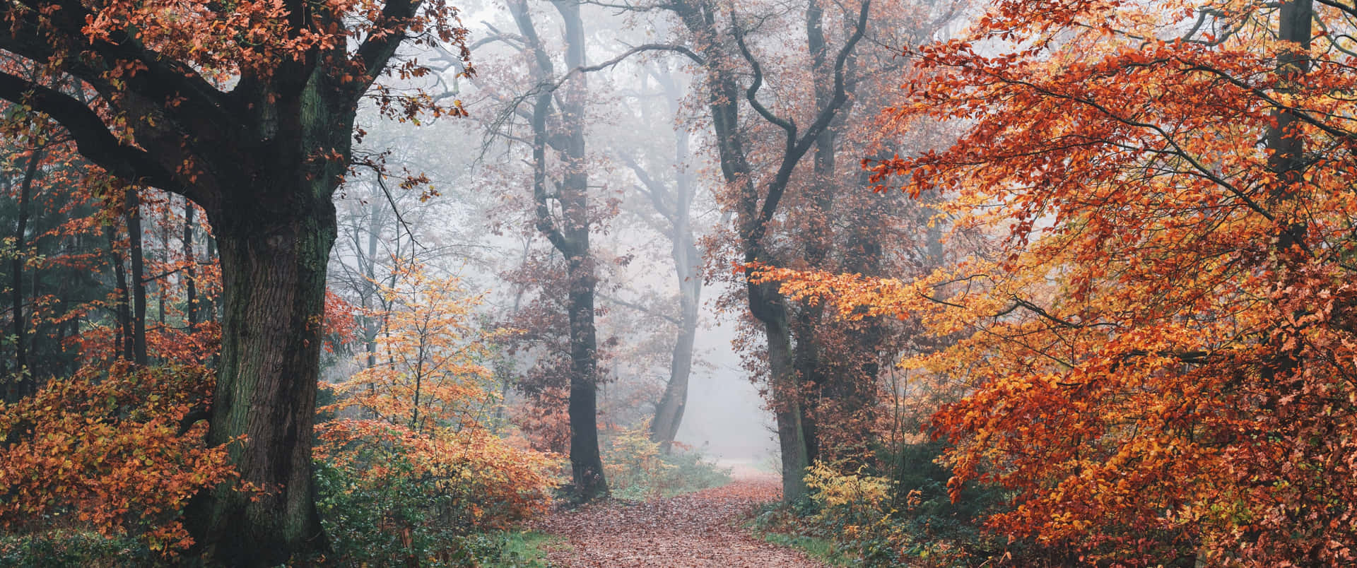 Autumn Wallpaper 4K, Landscape, Road, Maple trees