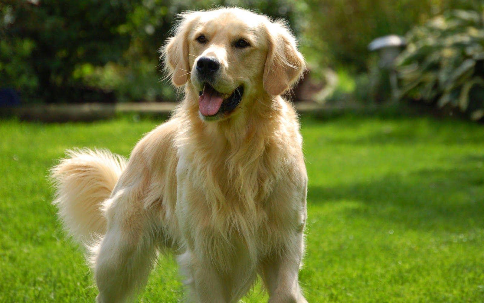 Majestic Big Retriever Dog In Full Stride Wallpaper