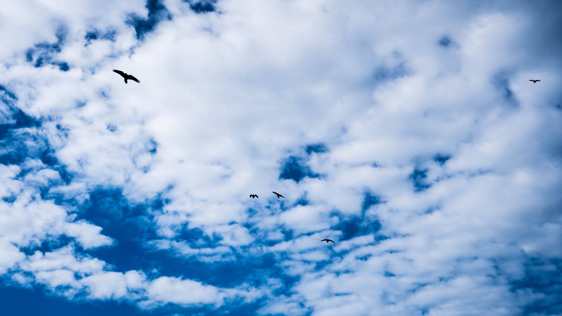 Majestic Birds Soar Through A Blue Cloudy Sky Wallpaper