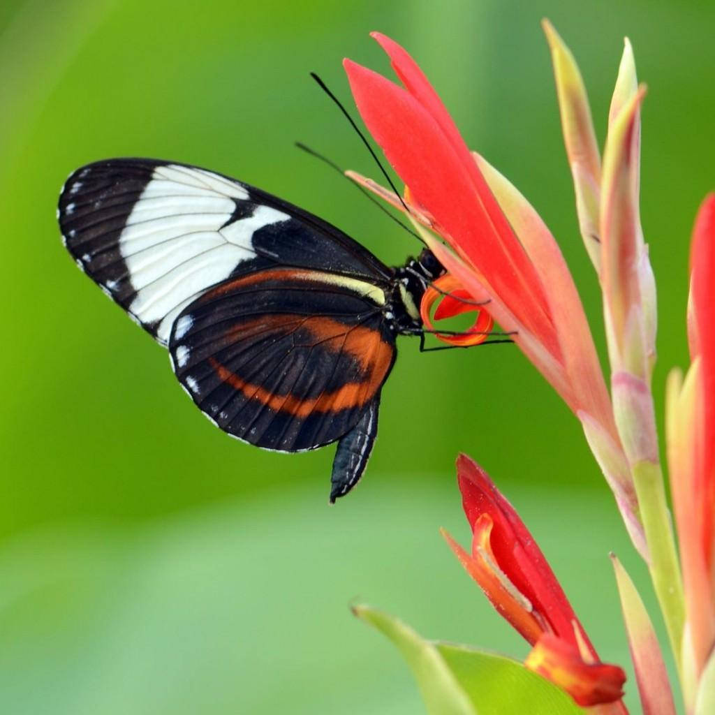 Majestic Black And Orange Butterfly Splendor Wallpaper