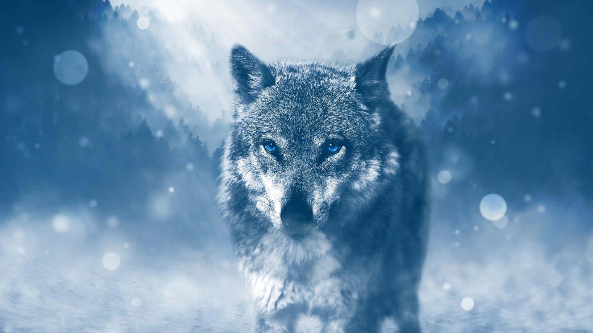 Majestic Blue-eyed Wolf Wallpaper