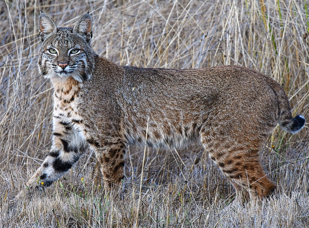 Majestic Bobcat In Its Natural Habitat Wallpaper