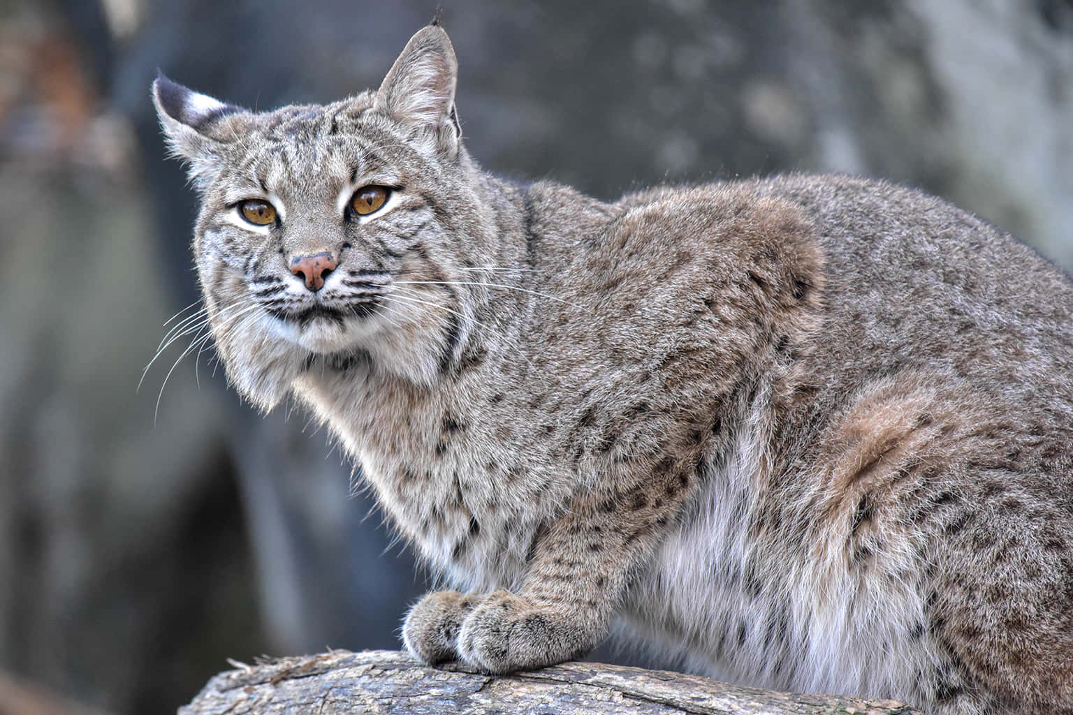 Majestic Bobcat In Natural Habitat Wallpaper