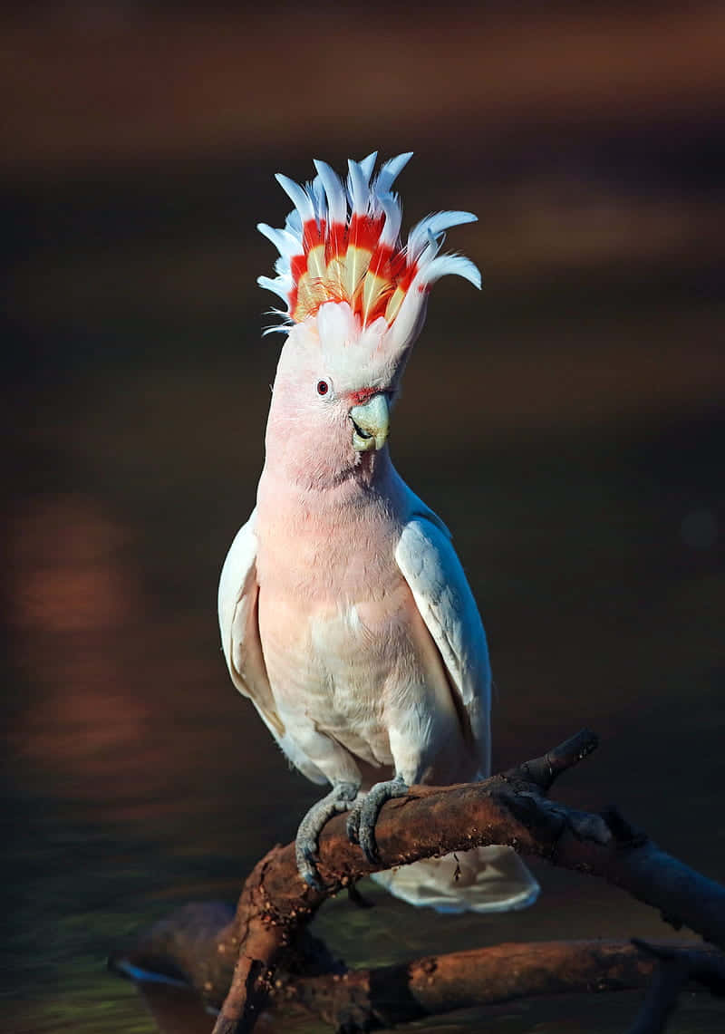 Majestic Cockatoo Crest Display Wallpaper