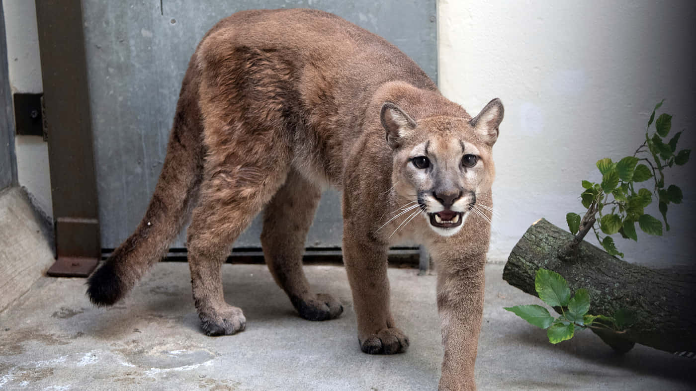 Majestic Cougar In Natural Habitat Wallpaper