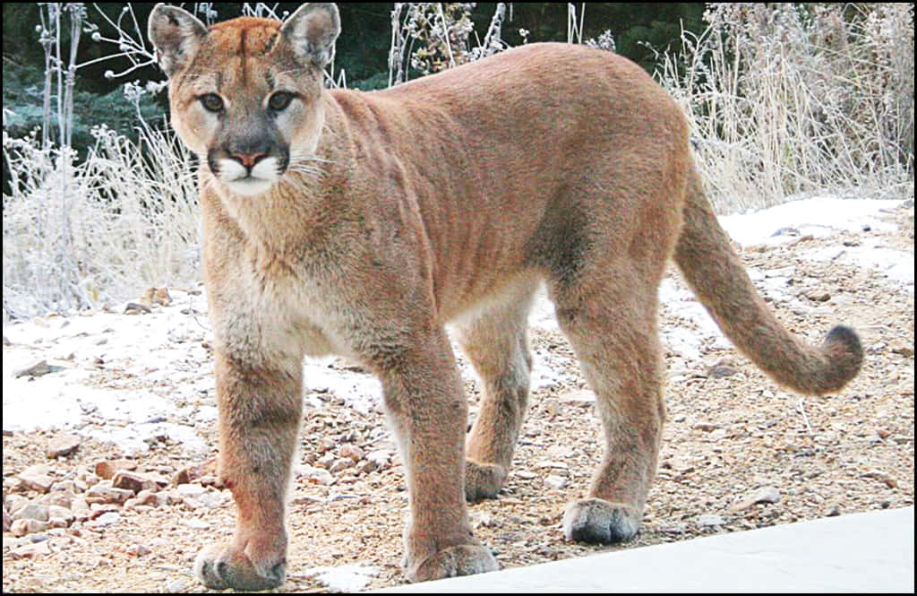 Majestic Cougar In Natural Habitat Wallpaper