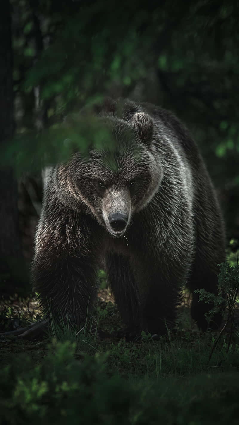 Majestic_ Grizzly_in_ Wilderness.jpg Wallpaper