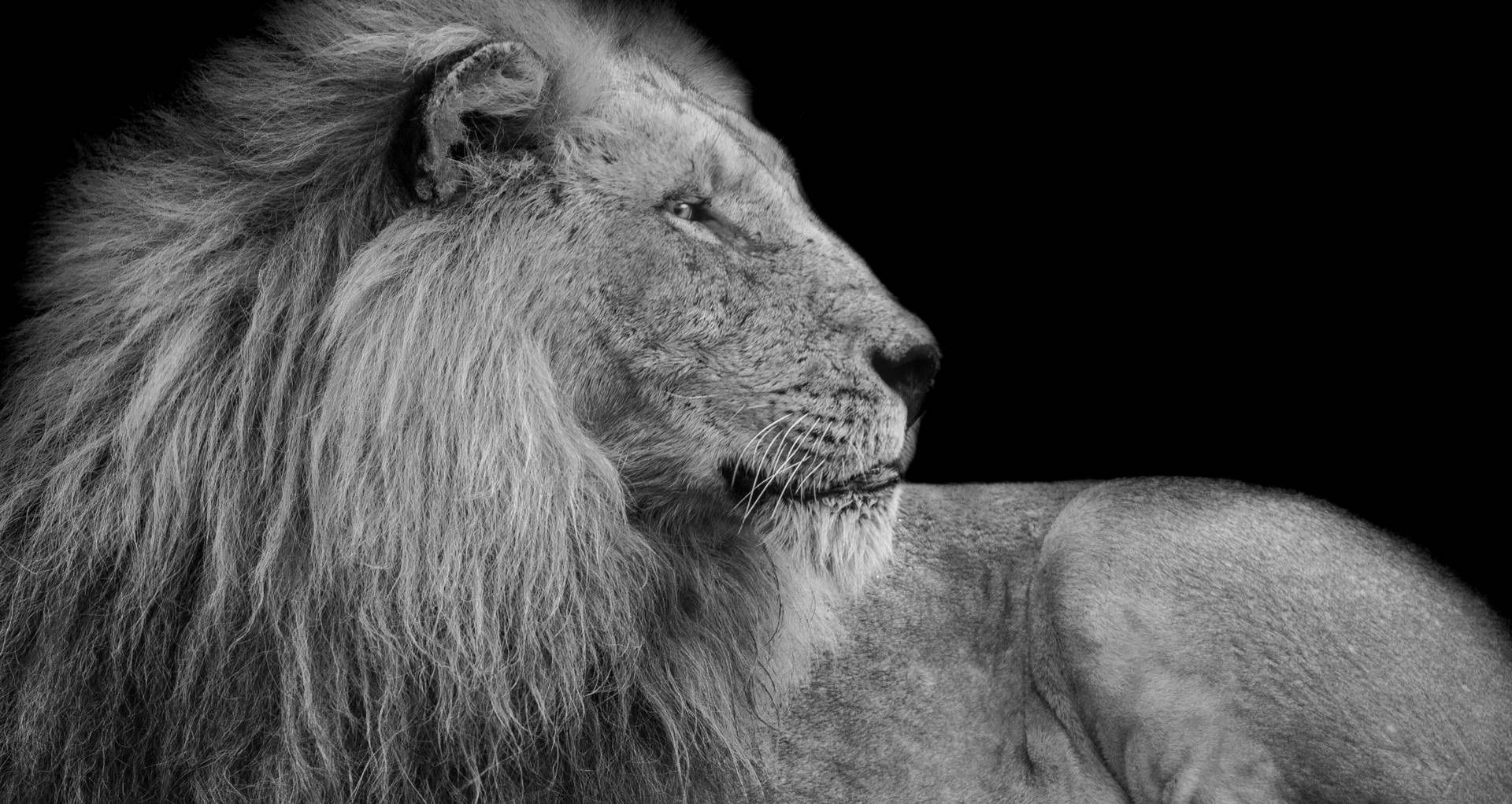 Majestic Lion In Its Natural Habitat Wallpaper