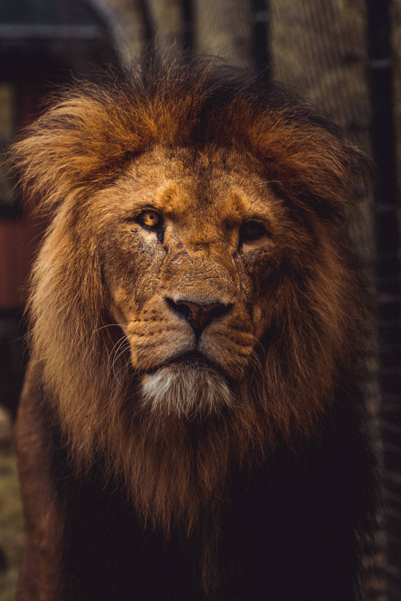 Majestic Lion Overlooking His Kingdom Wallpaper