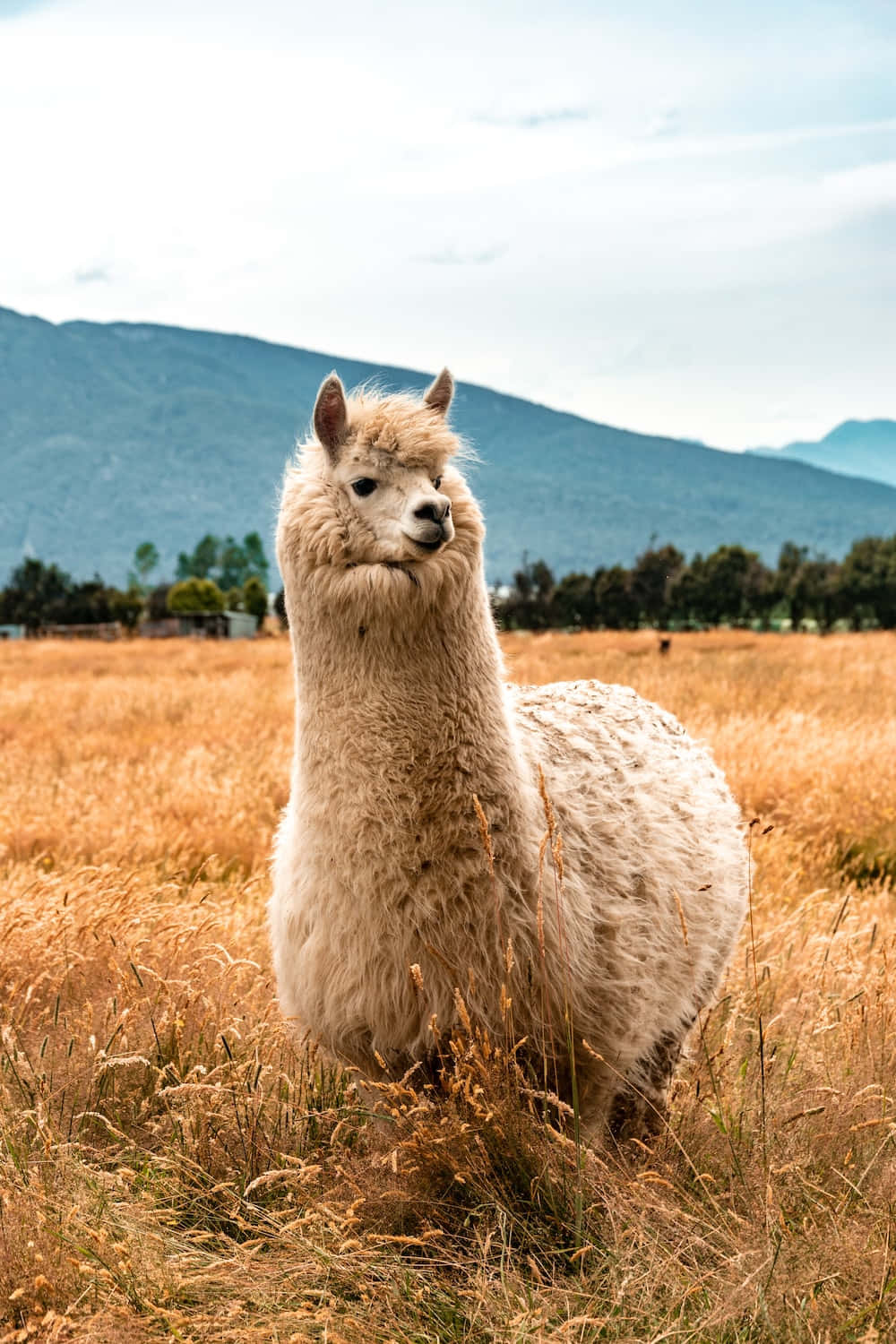 Majestic Llamain Field.jpg Wallpaper