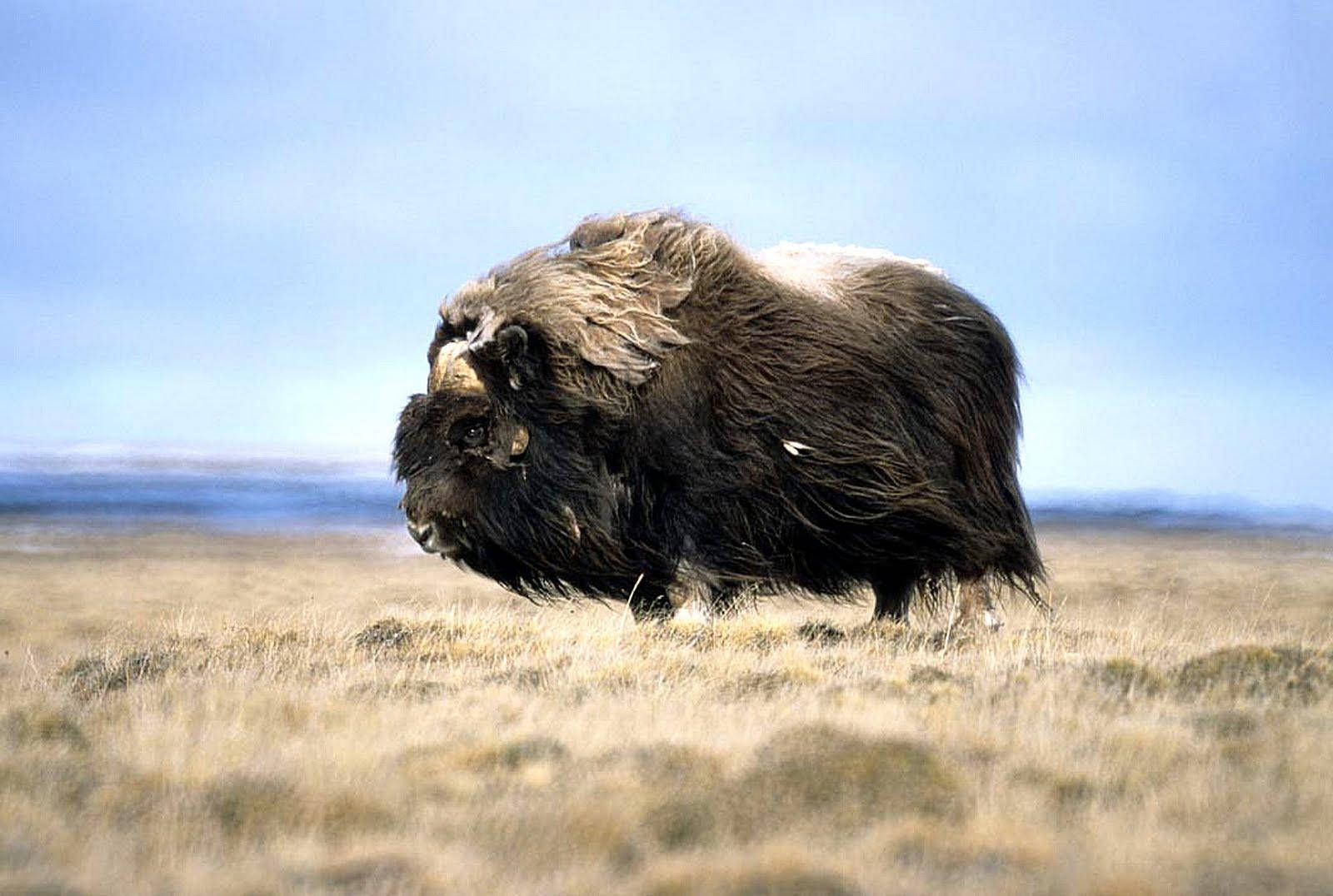 Majestic Long-haired Musk Ox In Natural Habitat Wallpaper