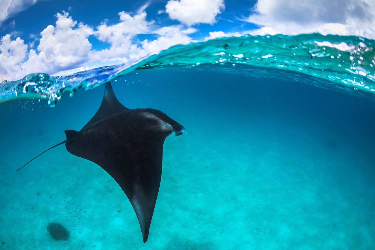 Majestic Manta Ray Underwater Wallpaper