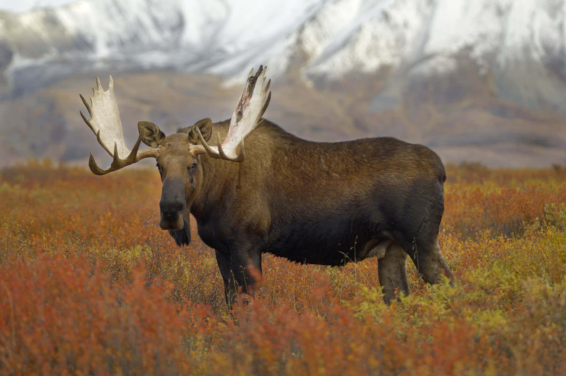 Majestic Moosein Autumn Meadow Wallpaper