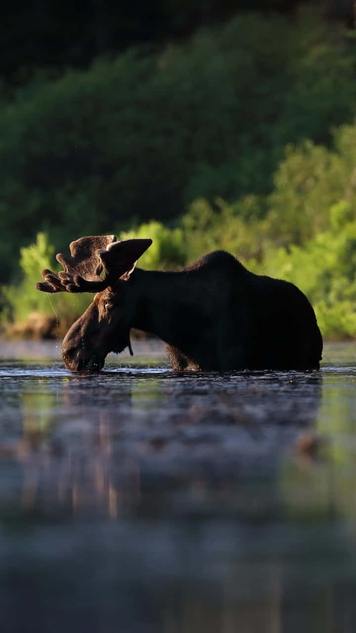 Majestic Moosein Natural Habitat Wallpaper