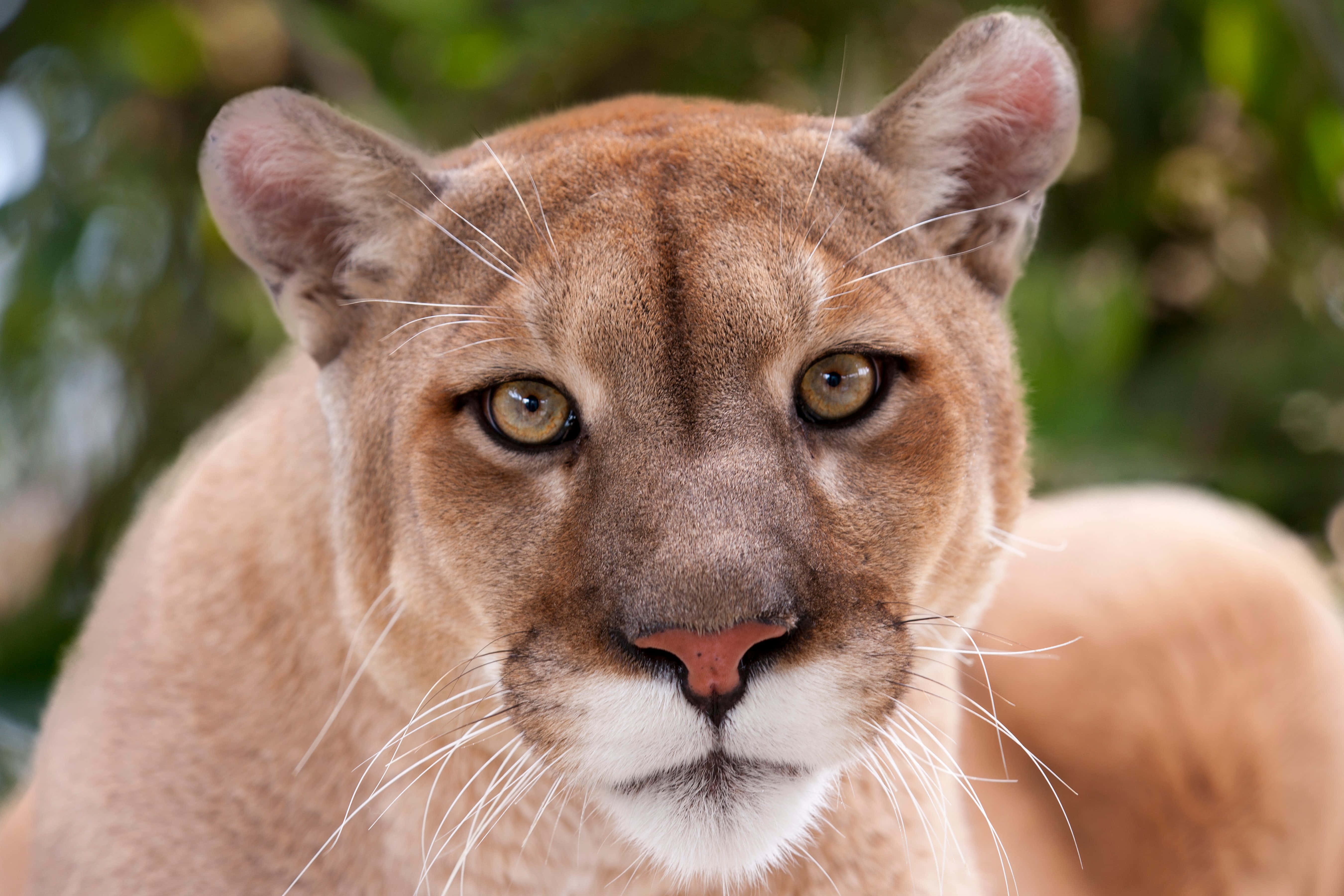 Majestic Mountain Cougar Wallpaper