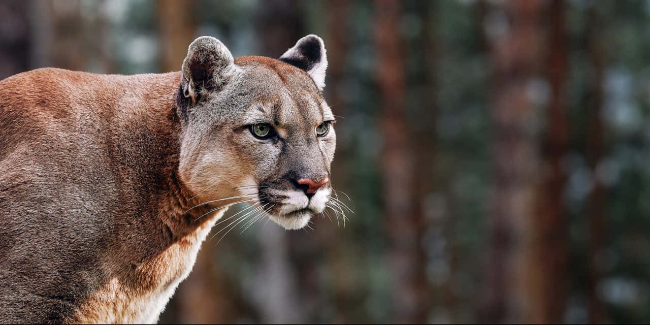 Majestic Mountain Cougar Wallpaper