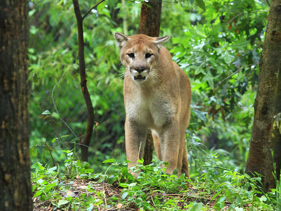 Majestic Mountain Cougar Wallpaper