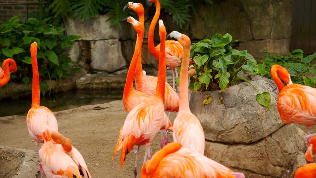 Majestic Pink Flamingos Captivating Visitors At The Zoo Wallpaper