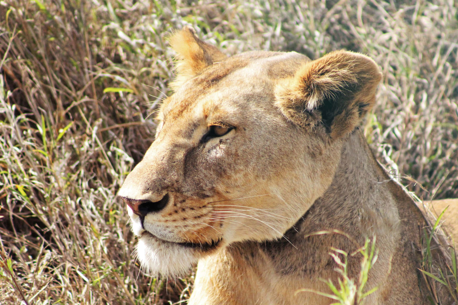 Majestic Profile Of Lioness Wallpaper