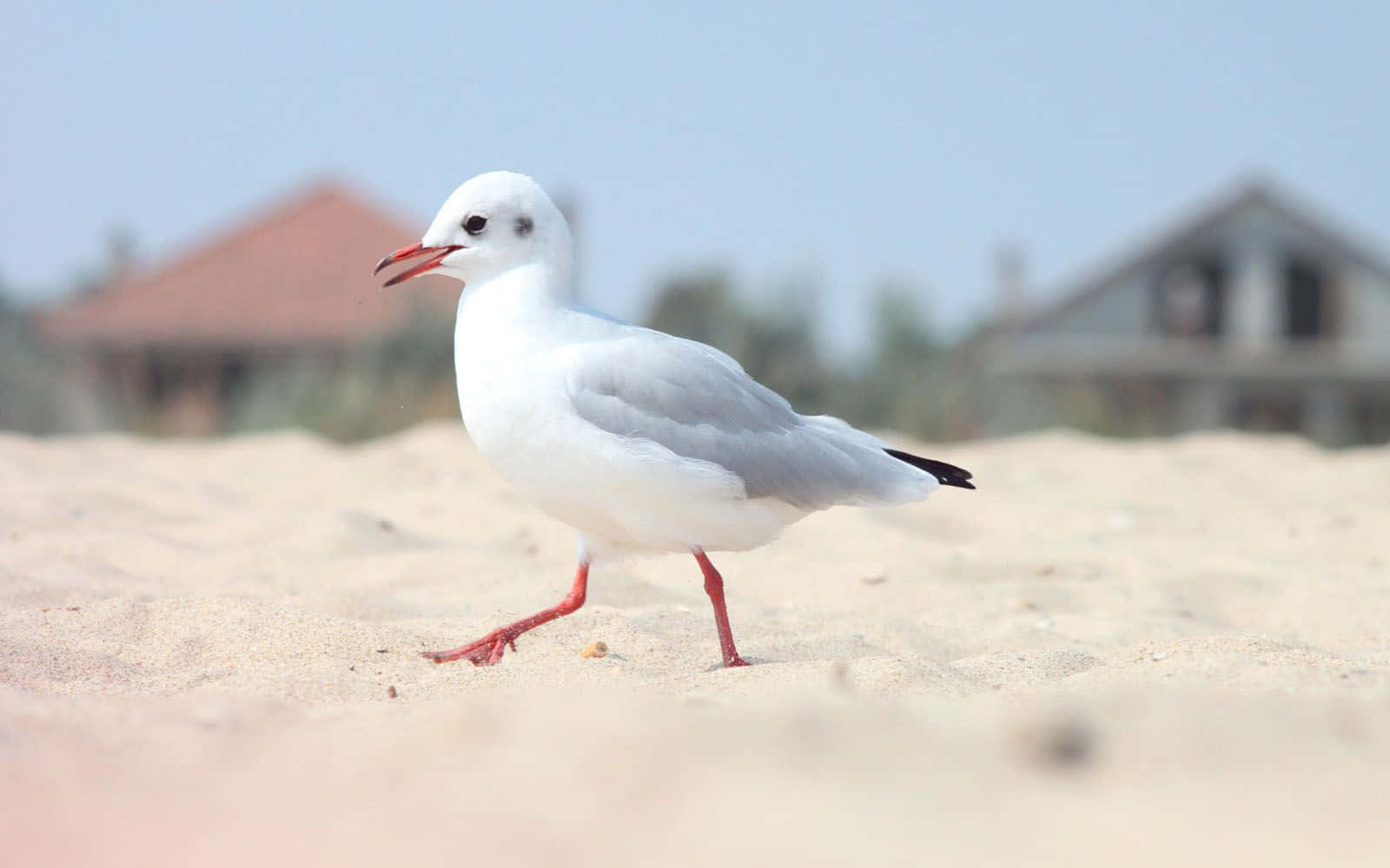 Majestic Seagull Soaring In The Sky Wallpaper