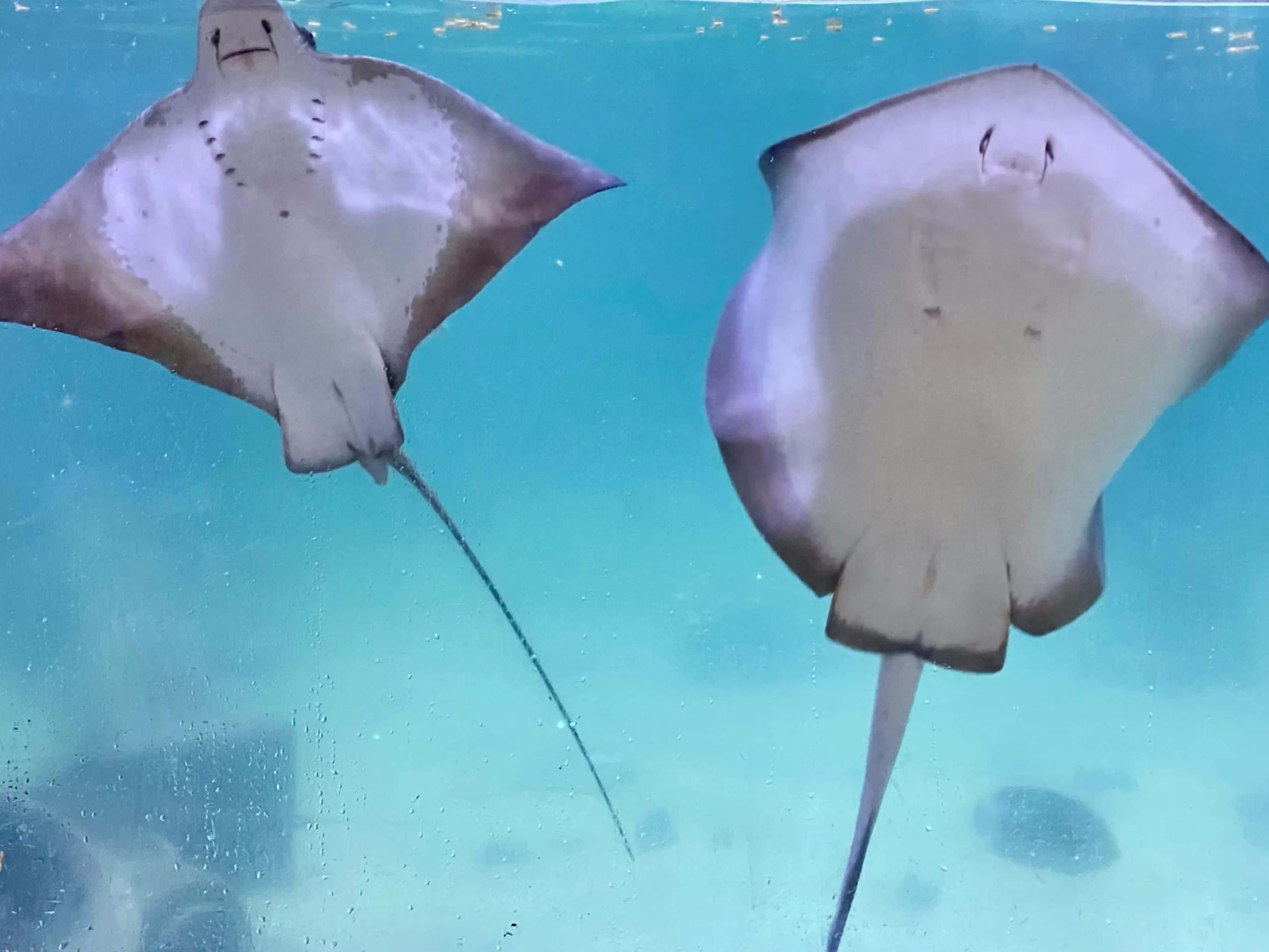 Majestic Stingray In Crystal Clear Waters Wallpaper