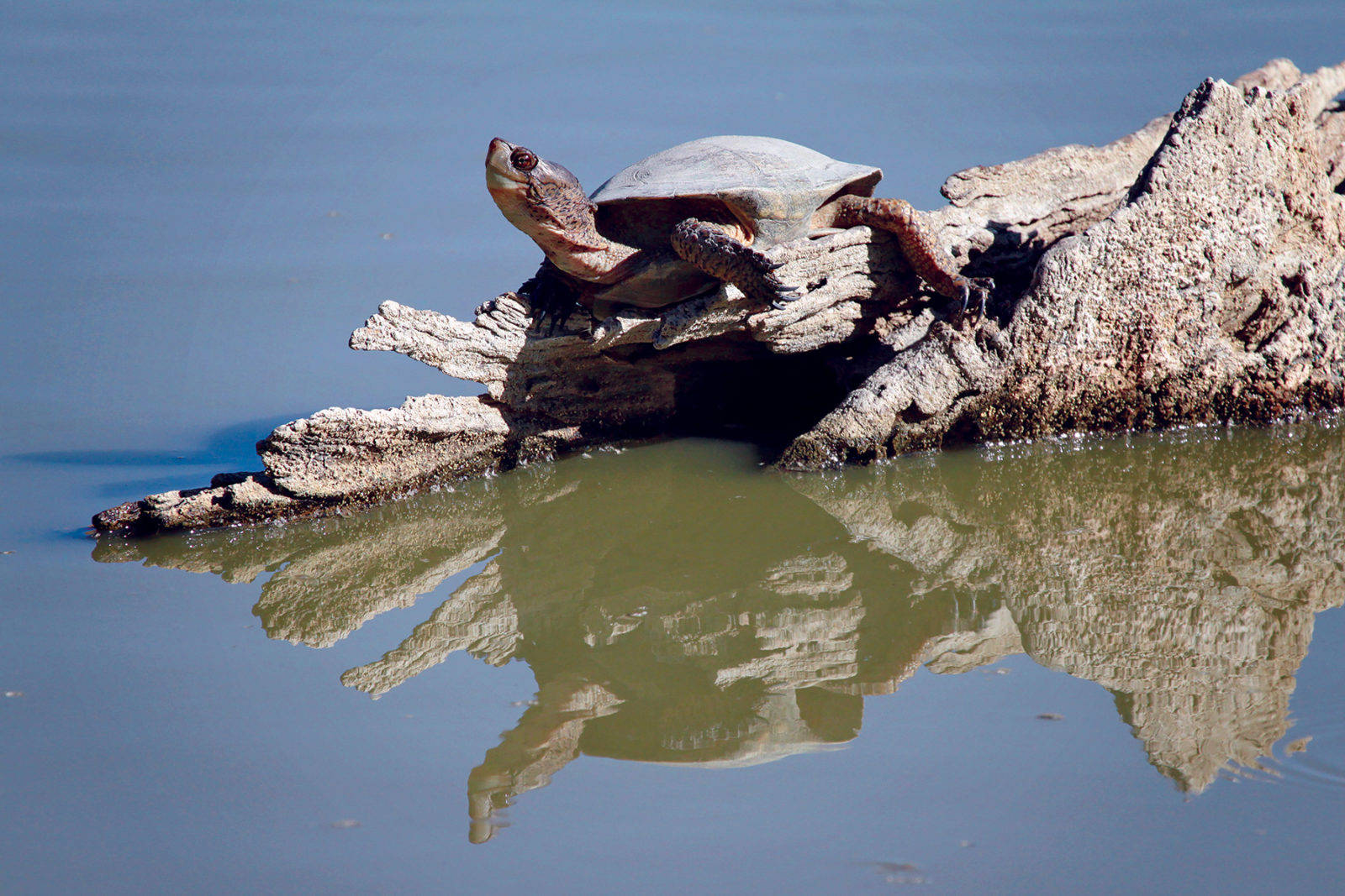 Majestic Water Turtle In Natural Habitat Wallpaper