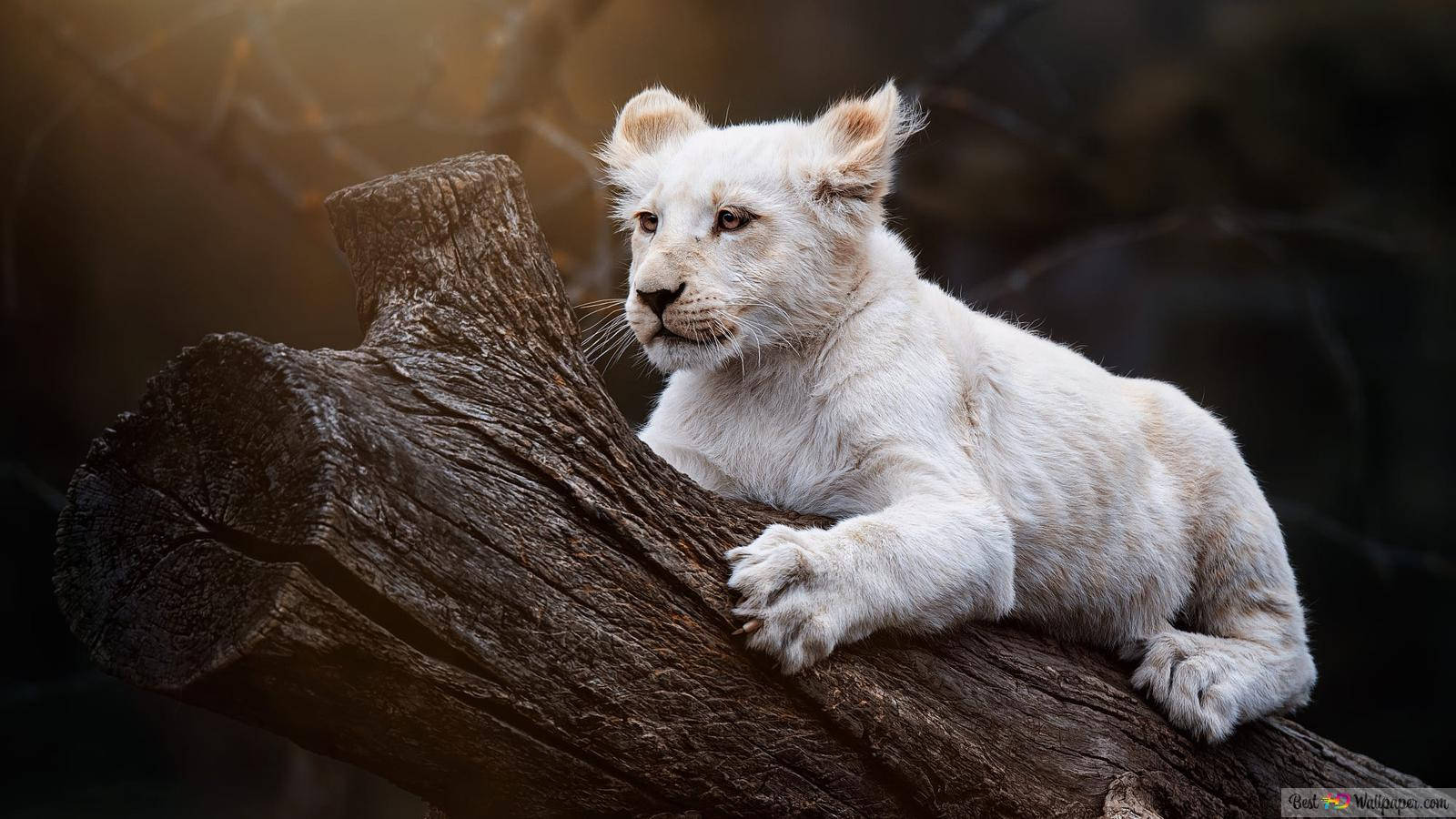 Majestic White Baby Lion Wallpaper