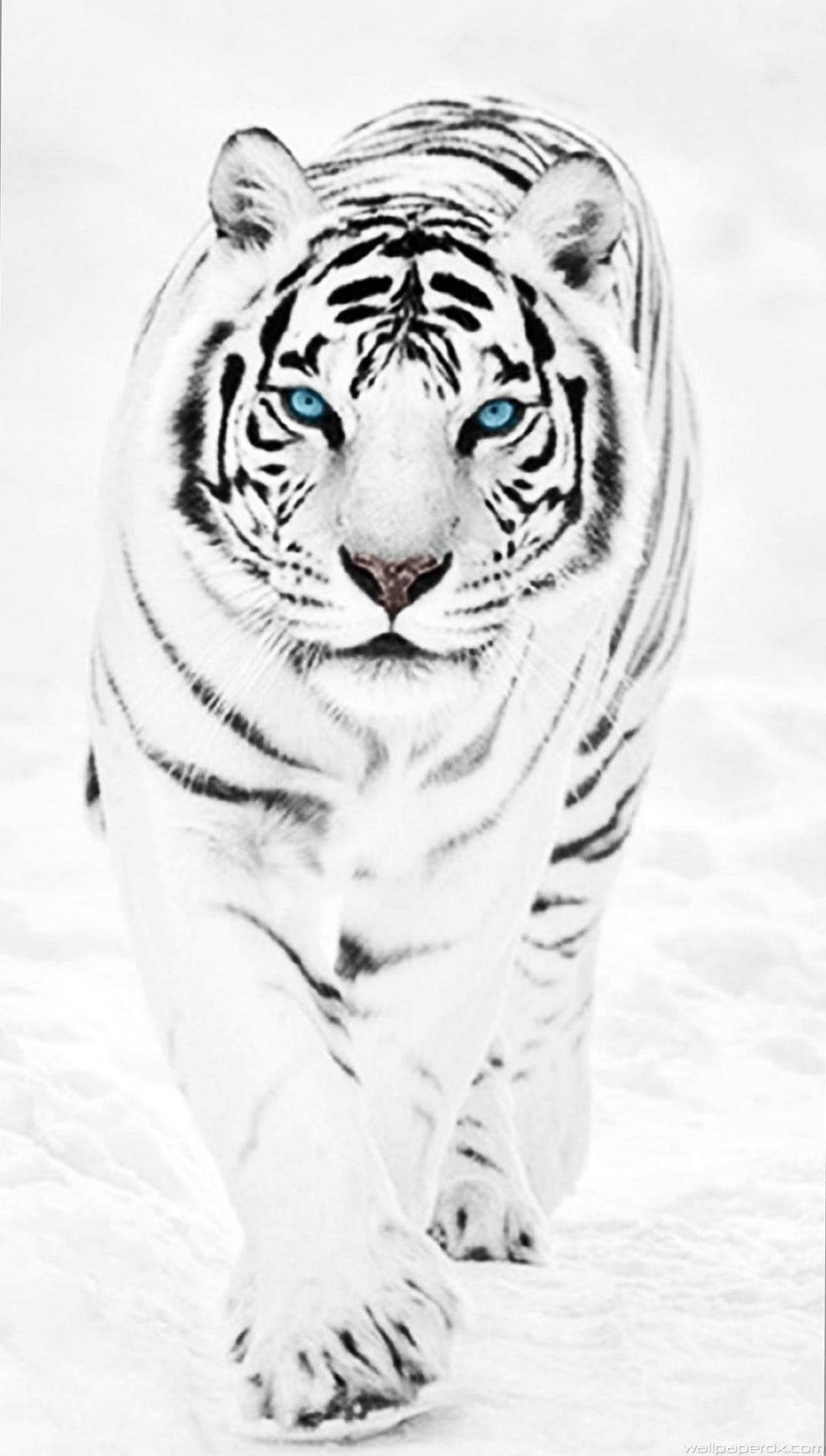 Majestic White Tiger In The Snow Wallpaper