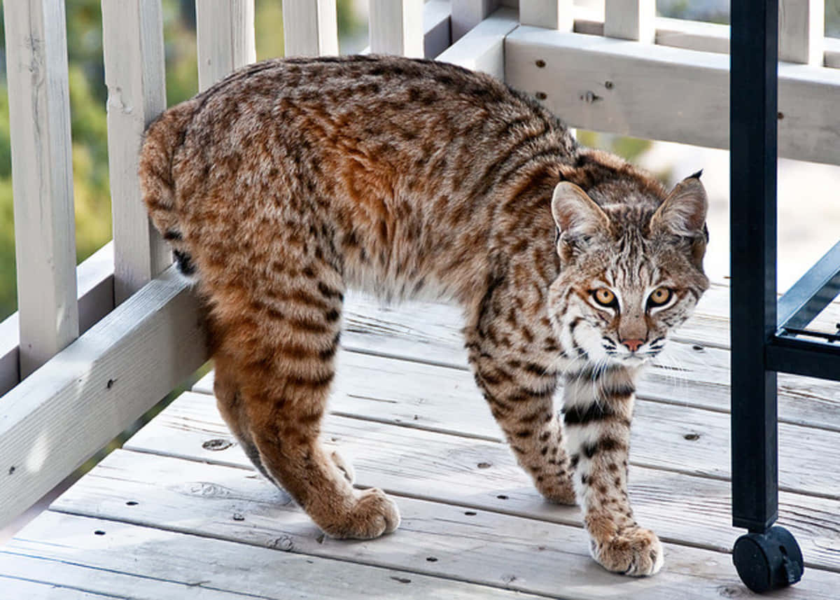 Majestic Wild Bobcat Roaming In Its Natural Habitat Wallpaper