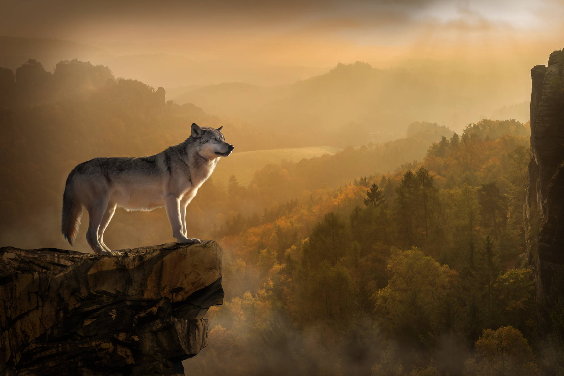 Majestic Wolf Gazing From Rocky Outcrop Wallpaper