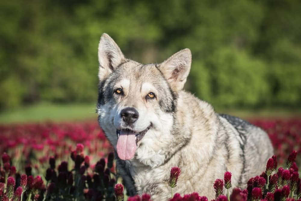 Majestic Wolfdog In A Natural Setting Wallpaper