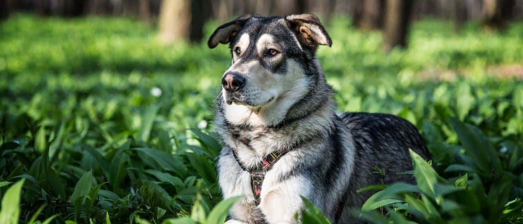 Majestic Wolfdog Stands Tall Amidst Vibrant Forest Wallpaper