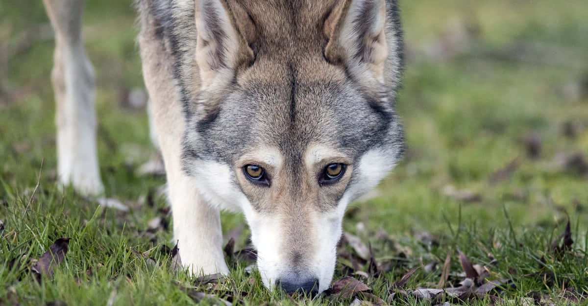 Majestic Wolfdog Staring Into The Distance Wallpaper