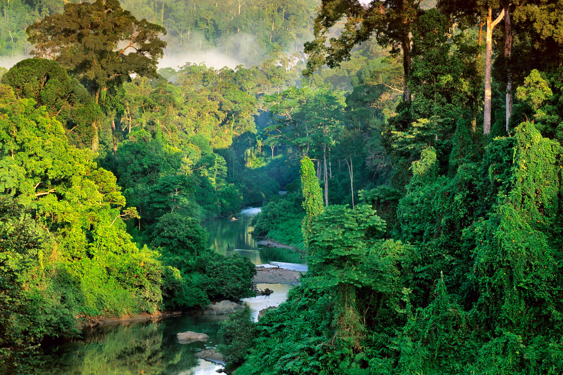 Malaysia Wild Jungle Wallpaper