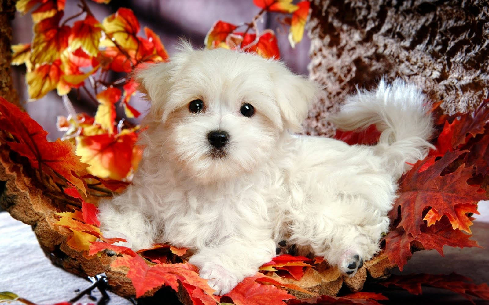 Maltese Leaves Puppy Desktop Wallpaper