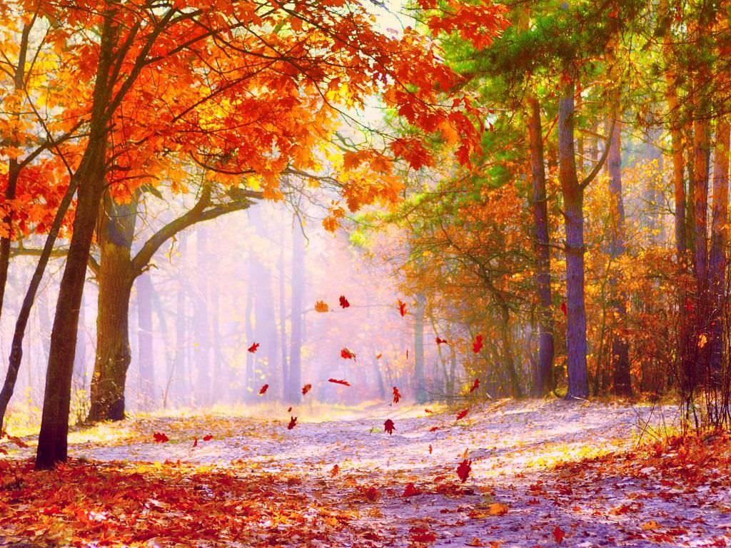 Maple Trees During Fall Wallpaper