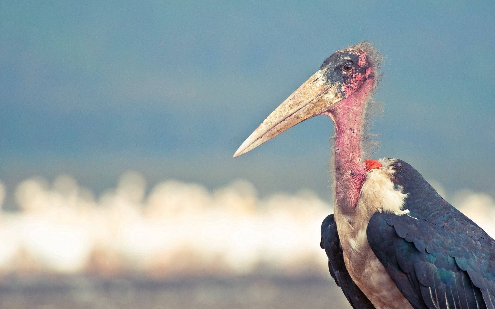 Marabou Stork Birds In Nature Wallpaper