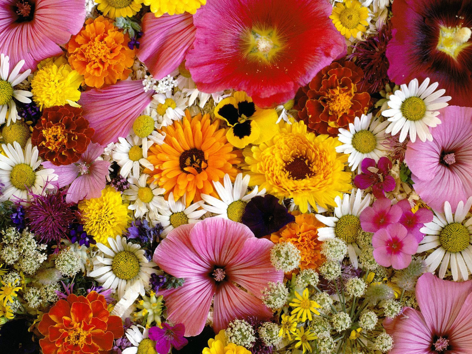 Marigold Flower Species Wallpaper