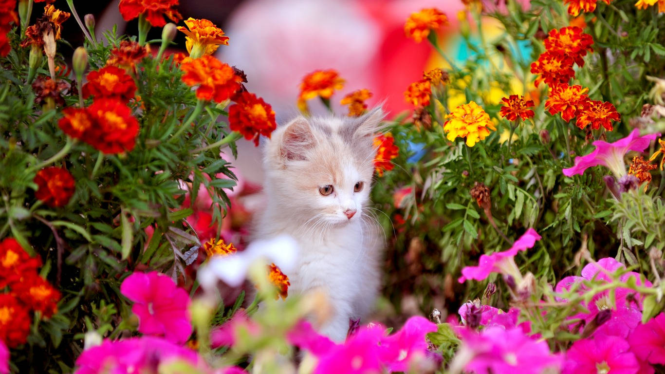 Marigold Flowers With Kitten Wallpaper