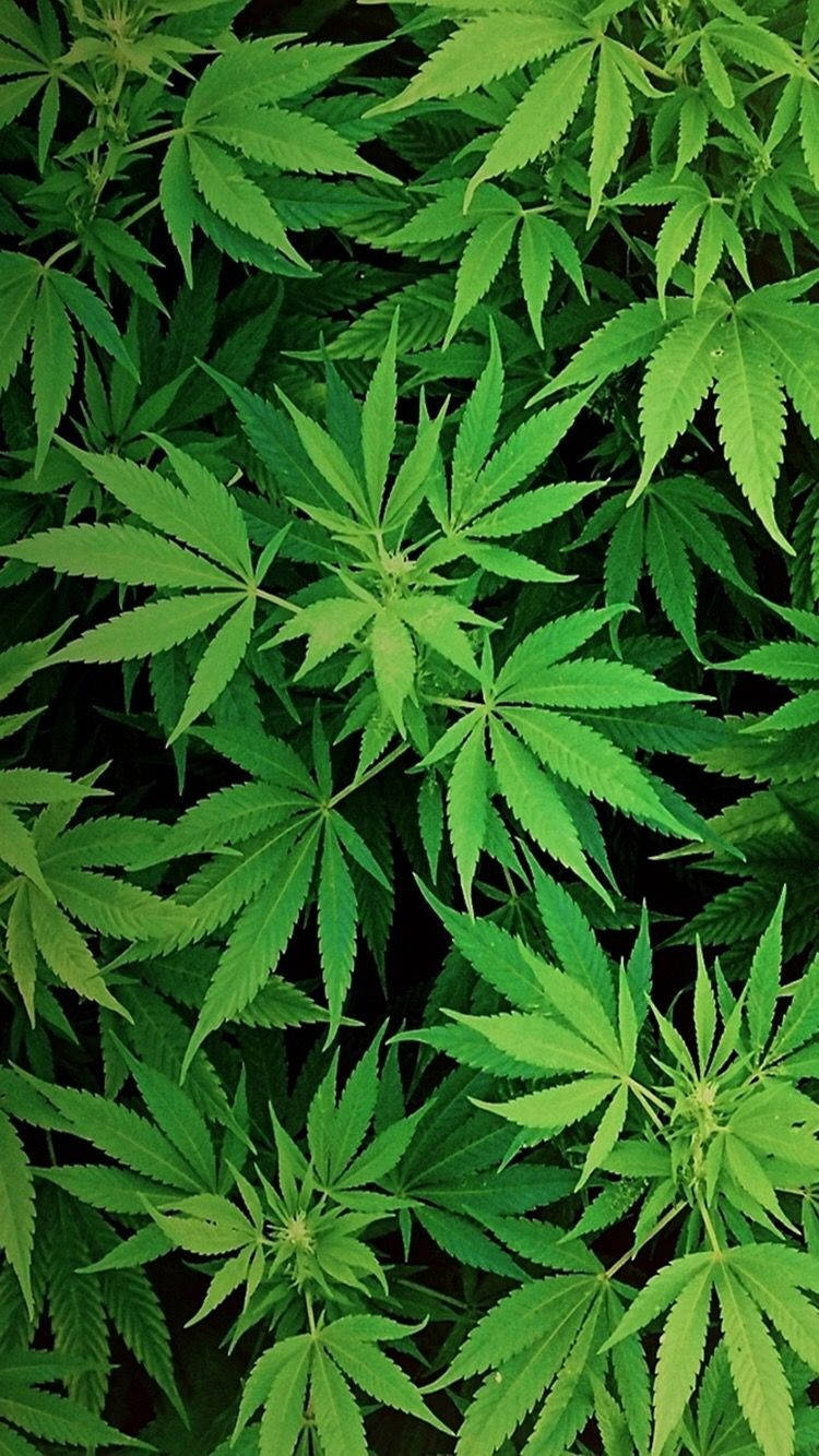 Marijuana Plant Top View Wallpaper