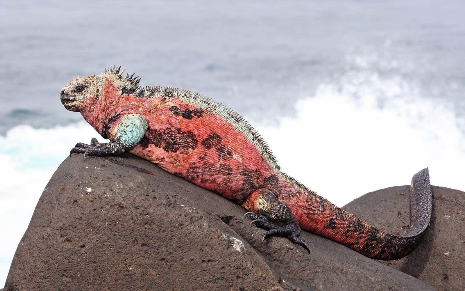 Marine Iguana Sunbathingon Rocks Wallpaper