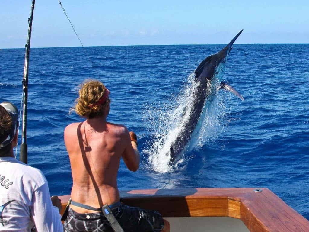 Marlin Leaping At Sea.jpg Wallpaper